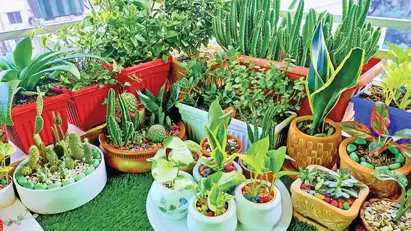 পত্রিকা