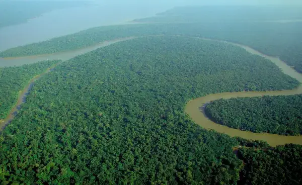 বনজীবন ও গাছের ইকোলজিক্যাল ইম্পর্ট্যান্স