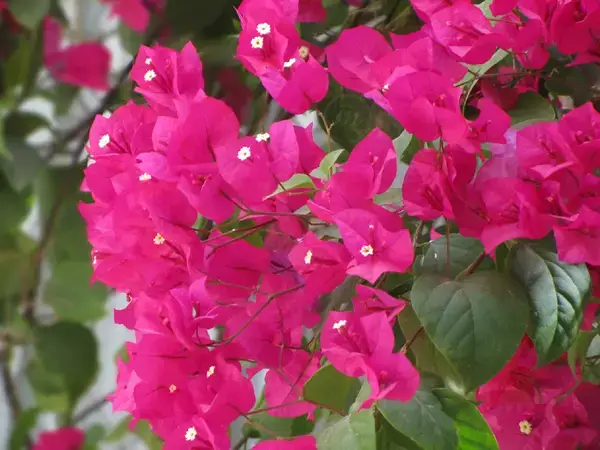 বাগানবিলাসে সৌন্দর্য ও সচেতনতার বিকাশ