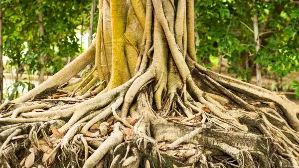 গাছের শিকড়ে যে প্রকৃতির রহস্য  লুকিয়ে আছে! জানলে আপনি শিউরে উঠবেন!