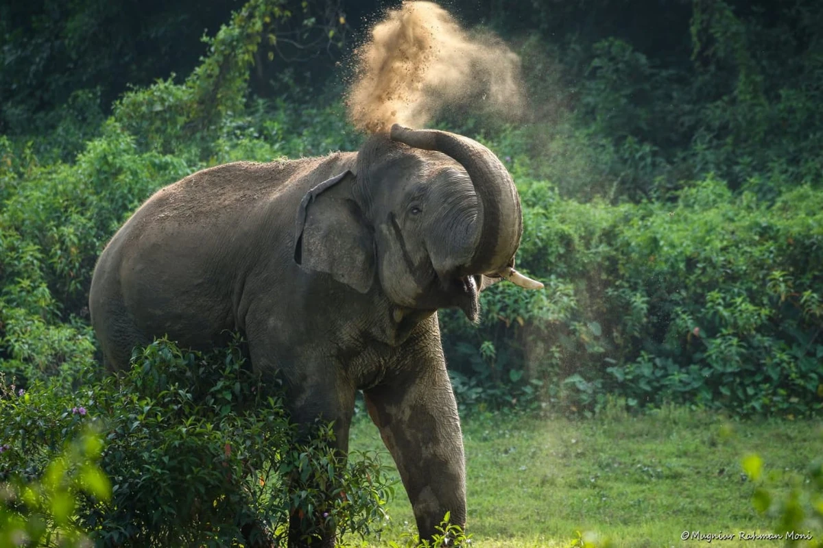 হাতি কেন মৃত সঙ্গীর পাশে দাঁড়িয়ে থাকে?