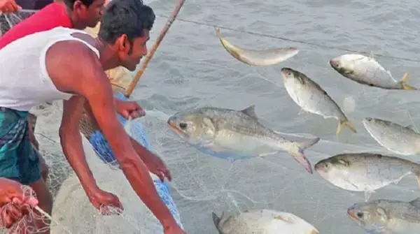 ইলিশের প্রজনন মৌসুমে ২২ দিন ইলিশ ধরা নিষিদ্ধ