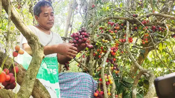 অজানা গুনে ভরপুর পাহারি ফল, খেলে কি কি উপকারীতা পাবেন!! জেনে নিন