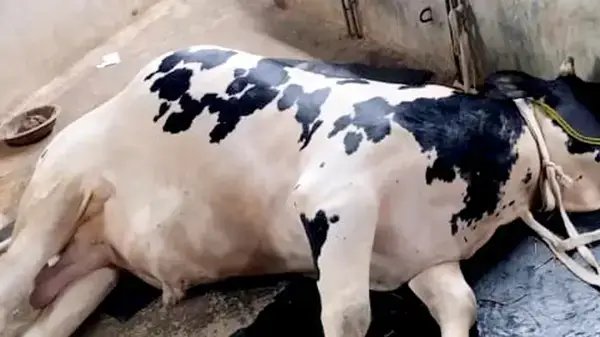 পীরগাছায় অজানা এক রোগে দুই শতাধিক গরু ও ছাগলের মৃত্যু,দিশেহারা খামারিরা