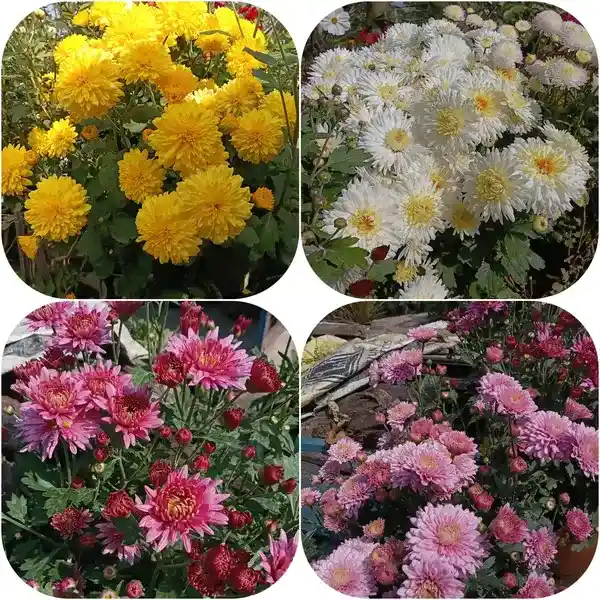 পত্রিকা