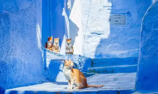 পত্রিকা