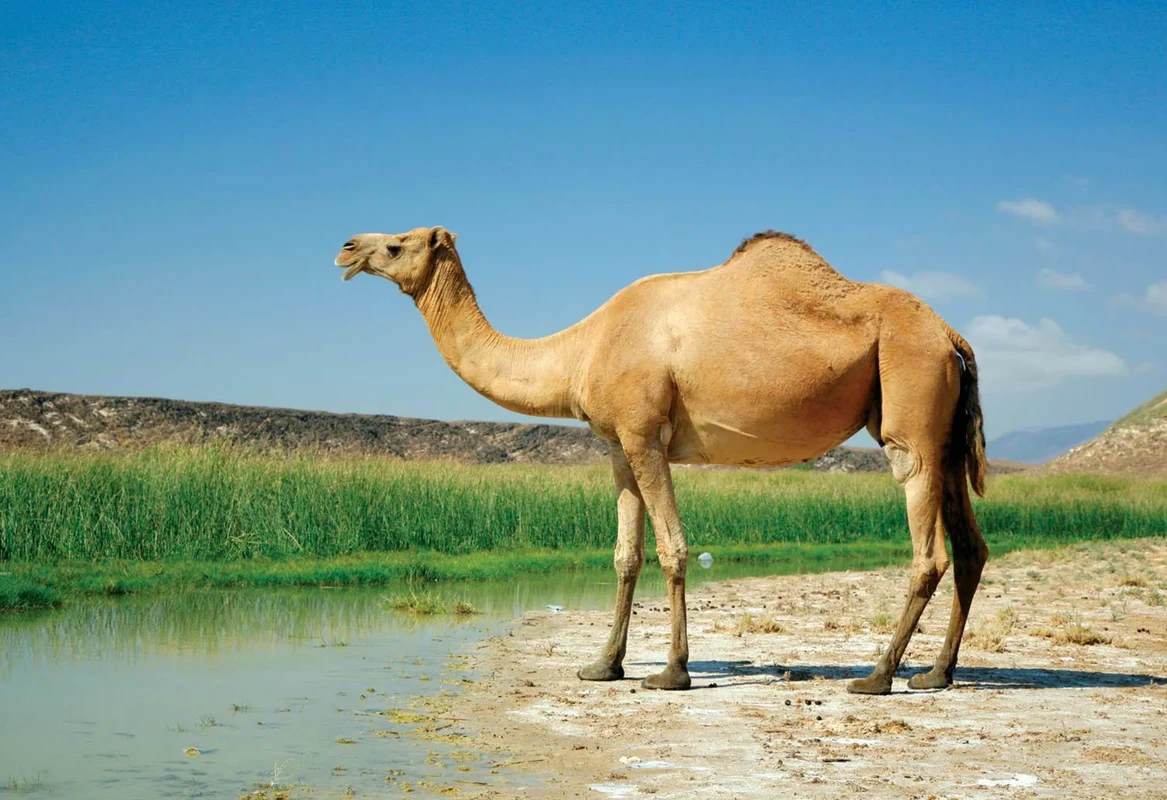 উট কেন দীর্ঘ সময় পানি ছাড়া বাঁচতে পারে?
