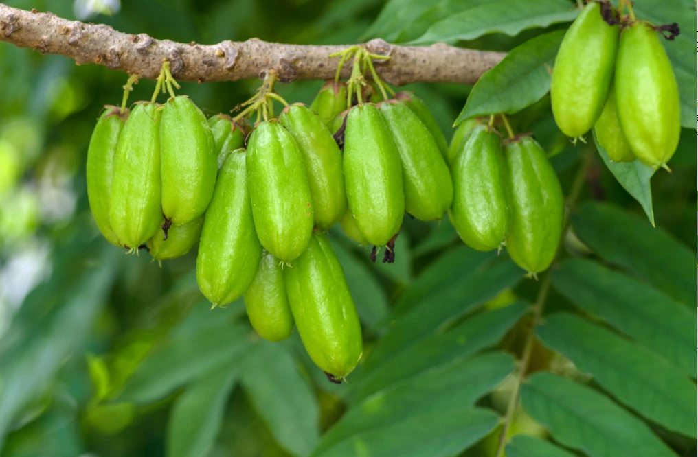 কামরাঙার আত্মীয়, কিন্তু গুণে আলাদা!-বিলিম্বির স্বাস্থ্য ও ঔষধি গুণাবলী