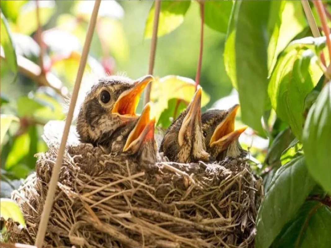 পাখি কেন প্রতিদিন সকালে গান গায়? প্রকৃতির এই অভ্যাসে আসলে কোন রহস্য লুকানো আছে জানেন!