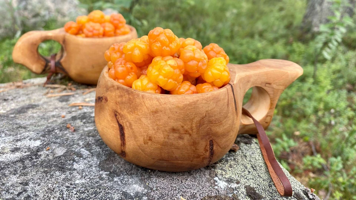 বিরল ফল Cloudberry: গবেষণায় মিলল এমন পুষ্টিগুণ, যা নাকি শরীরের ভেতরেই বানায় প্রাকৃতিক ঢাল!