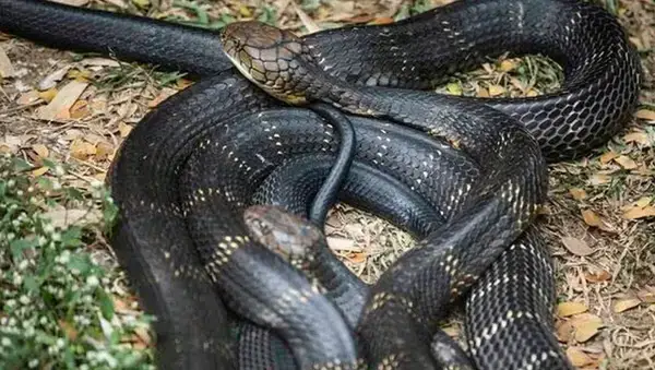 ১ বছর বয়সী শিশুর কামড়ে বিষধর কোবরা সাপের মৃত্যু