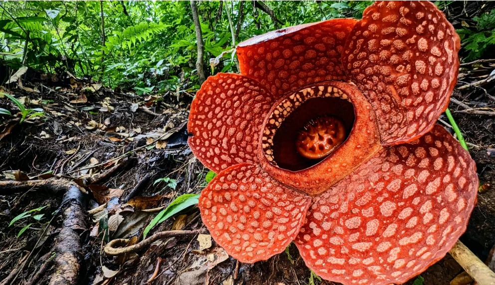 দুনিয়ার সবচেয়ে দুর্গন্ধযুক্ত ফুল!- Corpse Flower-এর রহস্য যা আপনাকে হতবাক করবে
