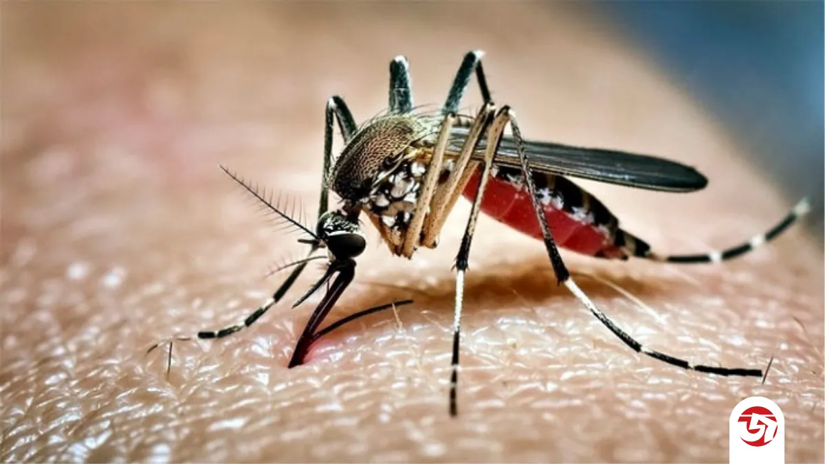 ডেঙ্গুতে আরও একজনের মৃত্যু, ২৪ ঘণ্টায় হাসপাতালে ভর্তি ১৩৯
