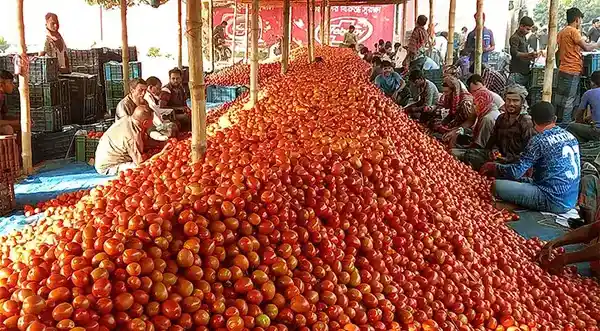 পত্রিকা