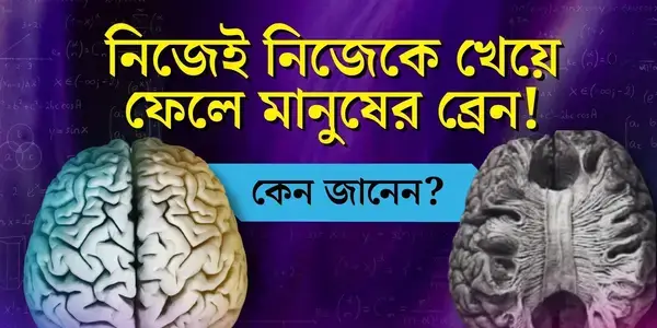 ঘুম কম হলে, মস্তিষ্ক নিজেই নিজেকে খেয়ে ফেলে!