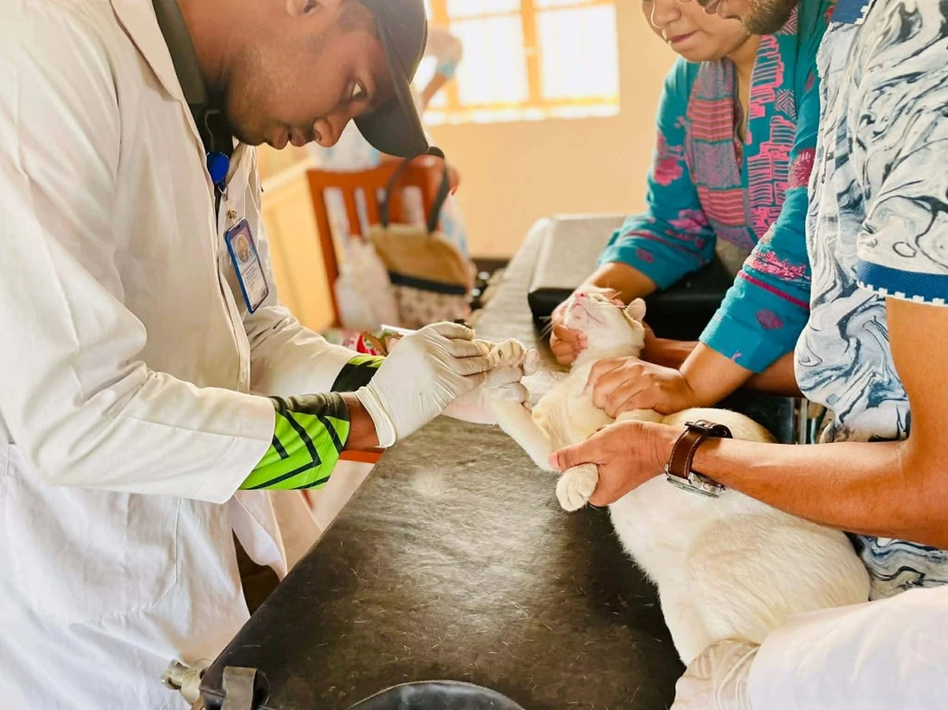 রাজশাহী বিশ্ববিদ্যালয়: যেখানে পোষ্য ও গবাদিপশুর চিকিৎসাসেবা মিলে বিনামূল্যে