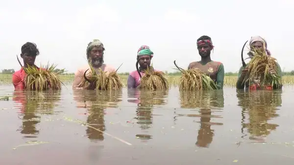 আকস্মিক বন্যায় চলনবিলে ডুবে গেছে কৃষকের সোনালি স্বপ্ন