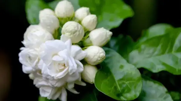 বিয়েতে জুই ফুল ব্যবহার এর আসল কারণ জেনে নিন এখন ই!!