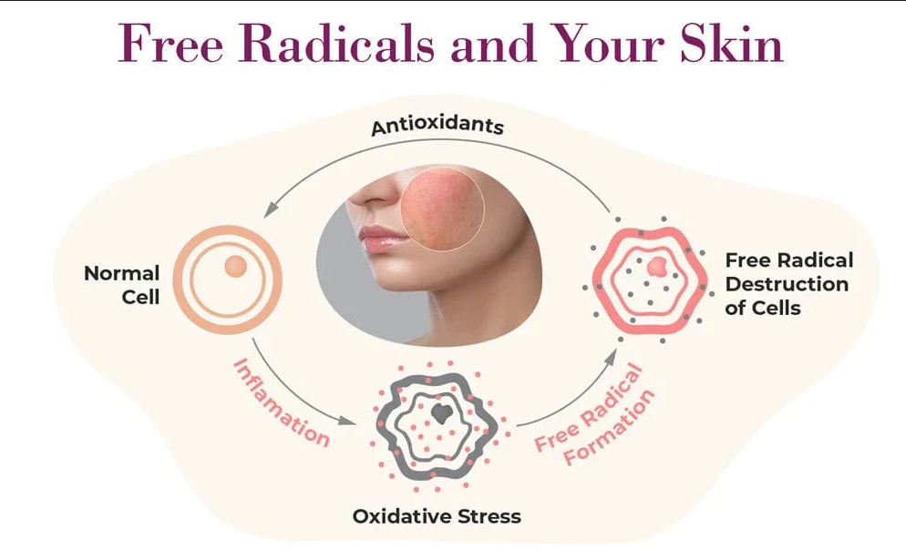 অকাল বার্ধক্য রুখুন! ফ্রি র‌্যাডিক্যাল ও অক্সিডেটিভ চাপ কমানোর উপায়