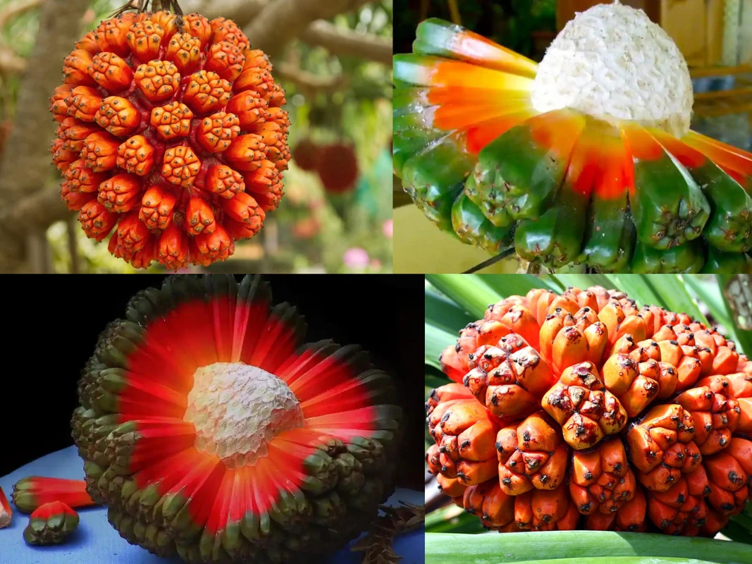 এক ফল, অসীম উপকার! হালা নিয়ে বিস্ময়কর তথ্য যা আপনি জানেন না