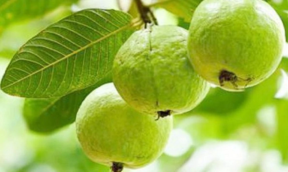 অ্যান্টি-এজিং থেকে ডায়াবেটিস কন্ট্রোল, সবই পারে পেয়ারা! বিস্তারিত....