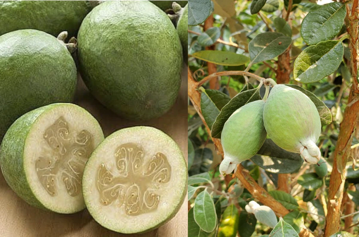 Feijoa: অজানা এক ফল, যা একসাথে দেয় সুগন্ধ, স্বাদ আর ভিটামিনের ধনভান্ডার!