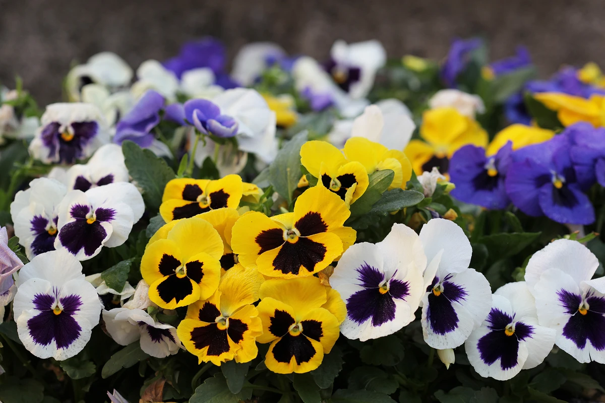 আপনি জানেন কি? প্যানসি ফুলের অজানা সব রহস্য!