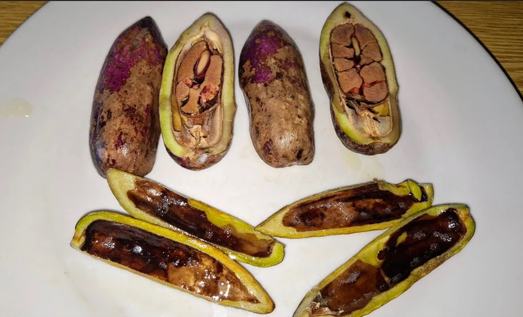 আফ্রিকার বাটারফ্রুট ‘সাফু’, ত্বক ও হাড়ের সুস্থতায় বিশ্বব্যাপী আলোচনায়!