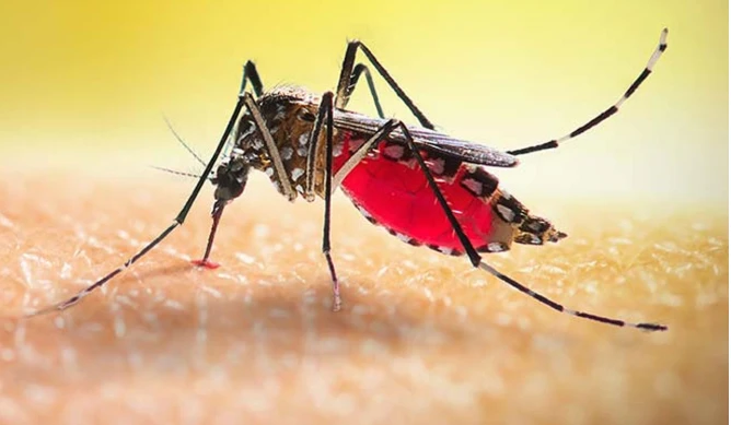 একদিনে ডেঙ্গুতে আরও ৩ জনের মৃত্যু, হাসপাতালে ভর্তি ৪১১ জন