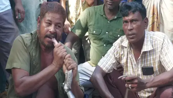 সাপের ছোবলে সাপুড়ের মৃত্যু, সেই সাপ চিবিয়ে খেলেন আরেক সাপুড়ে