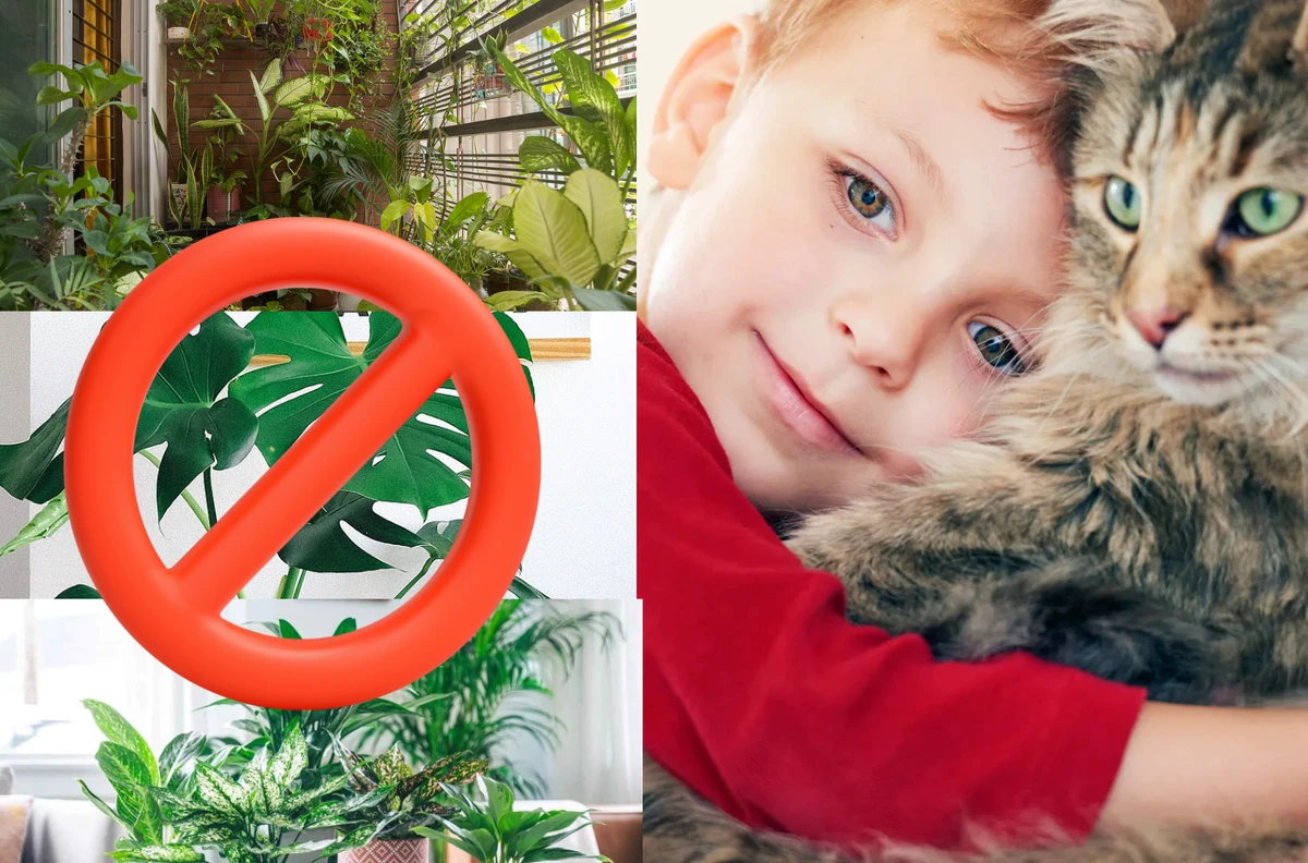 ঘরের সৌন্দর্য বাড়াতে রাখা কিছু গাছ হতে পারে শিশু ও পোষা প্রাণীর জন্য নীরব হুমকি!