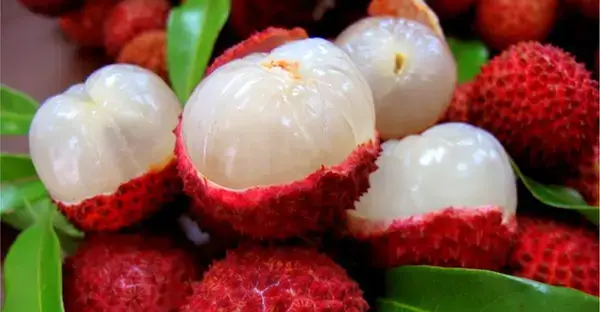 খালি পেটে লিচু খাওয়া হতে পারে মৃত্যুর কারণ!