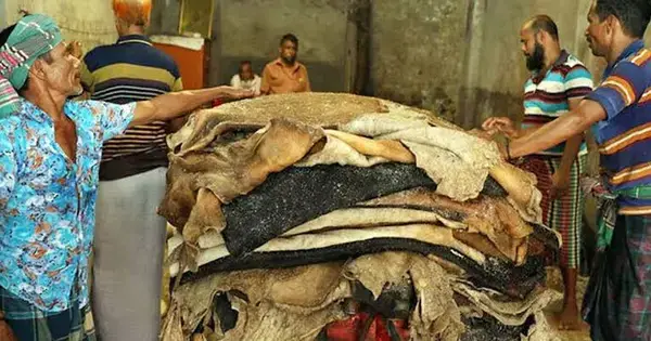 কোরবানির পশুর চামড়ার নতুন দাম নির্ধারণ