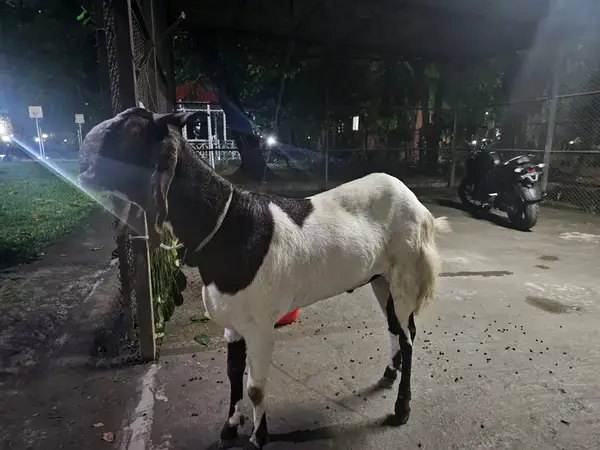 ৫৫ হাজার টাকার খাশিতে প্রথম কোরবানি আসিফ মাহমুদের
