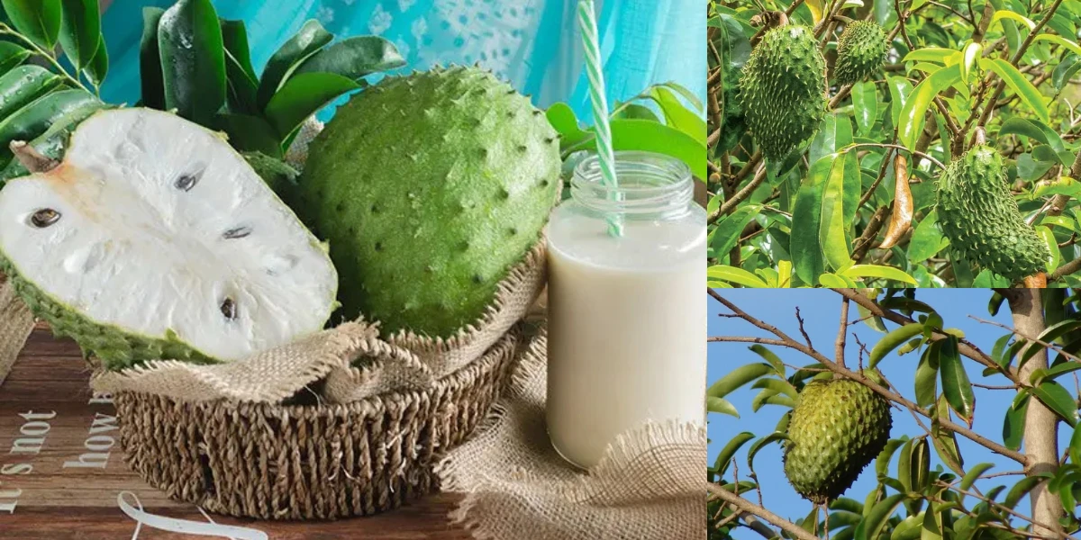 ক্যান্সারবিরোধী ফল, সাওরসপ নিয়ে বিজ্ঞান এবং গুজবের সীমারেখা