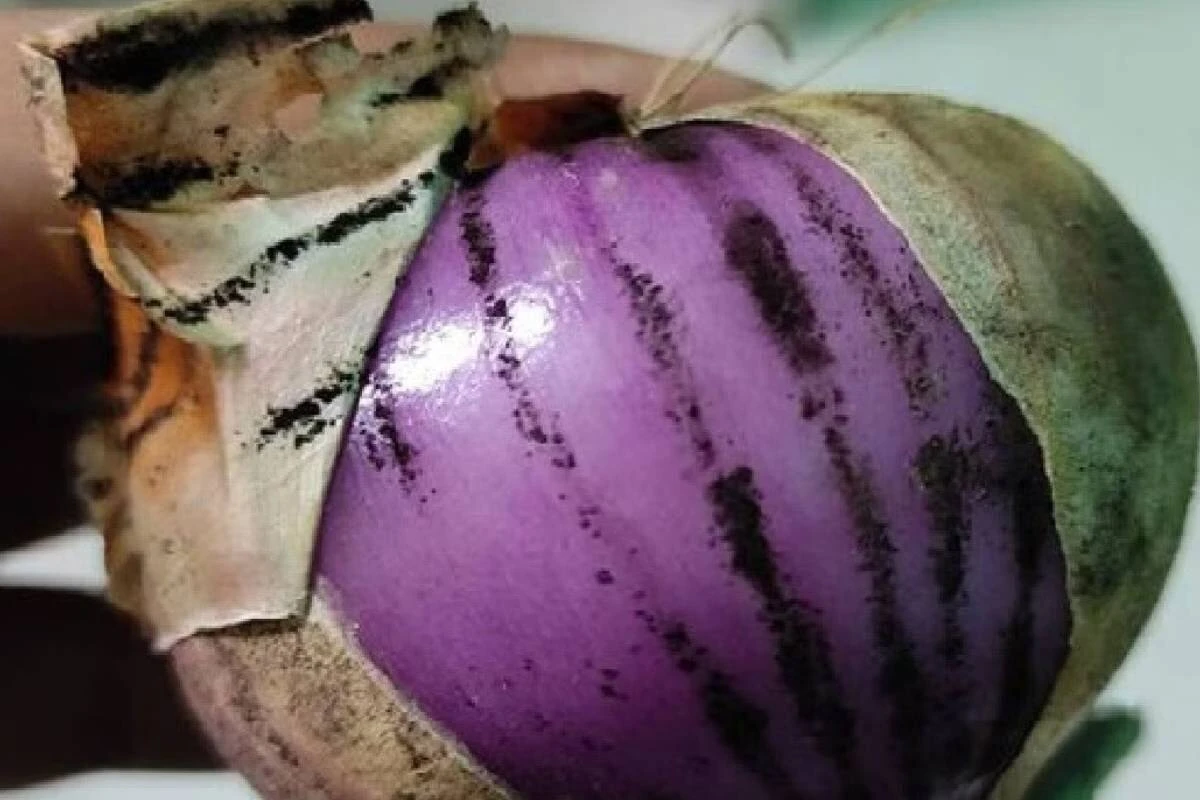 কালো দাগওয়ালা পেঁয়াজ নিয়ে দেশজুড়ে উদ্বেগ: বাজারে ফের আলোচনা, বিশেষজ্ঞদের সতর্কবার্তা ভাইরাল!