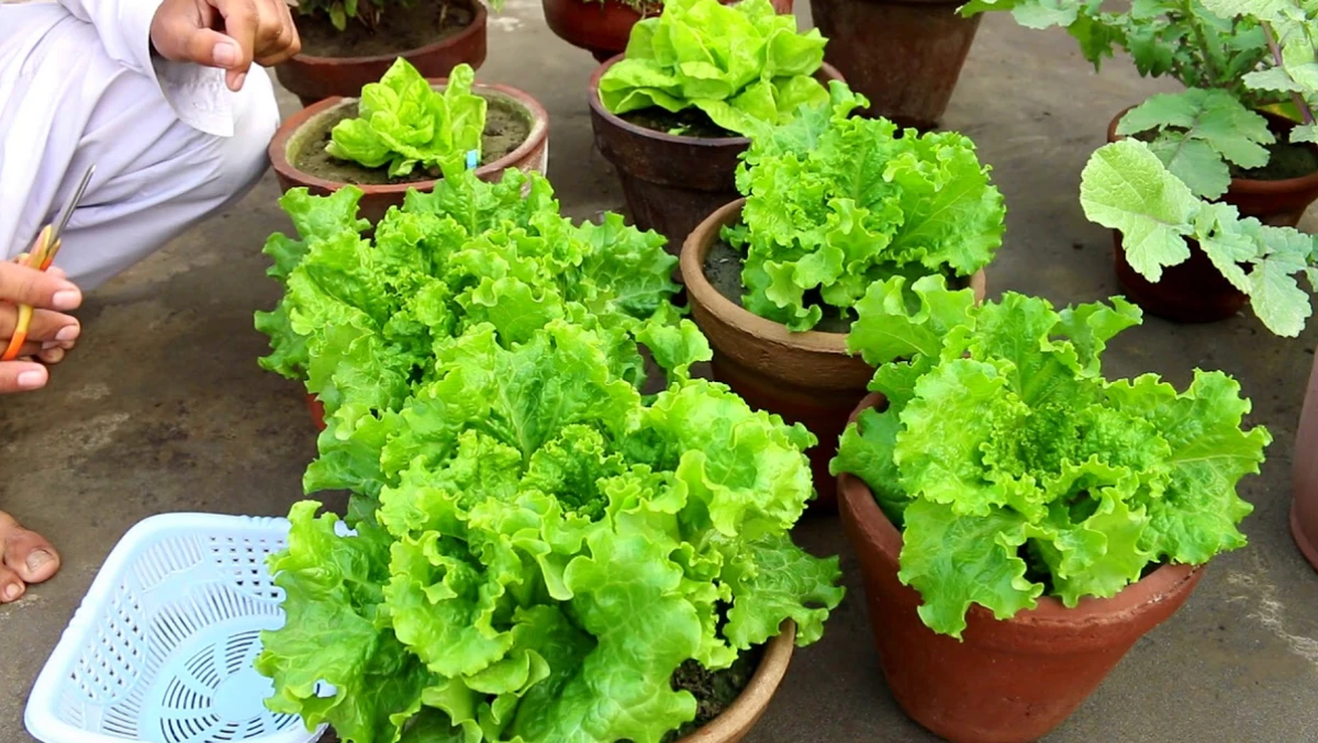লেটুসের পাতা দীর্ঘদিন টাটকা রাখতে জানুন সঠিক যত্ন, সংরক্ষণ ও পরিবেশের কৌশল!