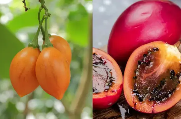 'লিচু টমেটো' নাম শুনেছেন? এই বিদেশি ফলেই আছে ত্বক ও রোগপ্রতিরোধের গোপন রহস্য