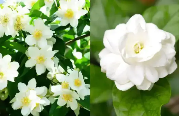 পত্রিকা