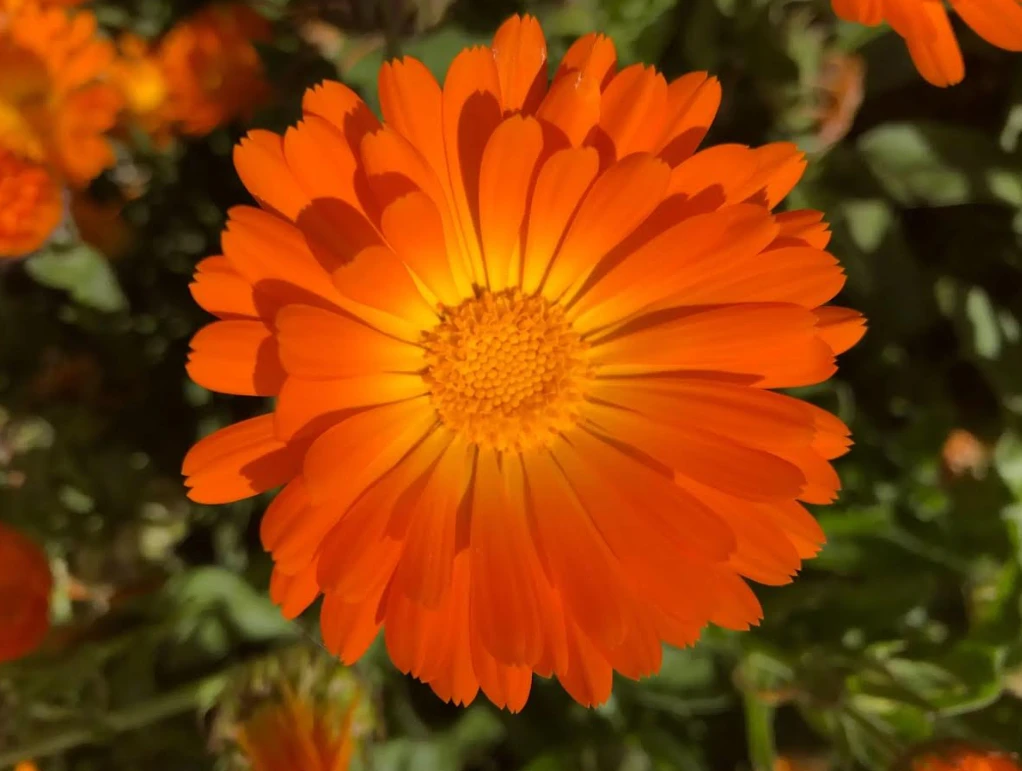 কাটাছেঁড়া, পোড়া, দাগ-সব কিছুরই নাকি প্রাকৃতিক ‘হিলার’ এই ক্যালেন্ডুলা!