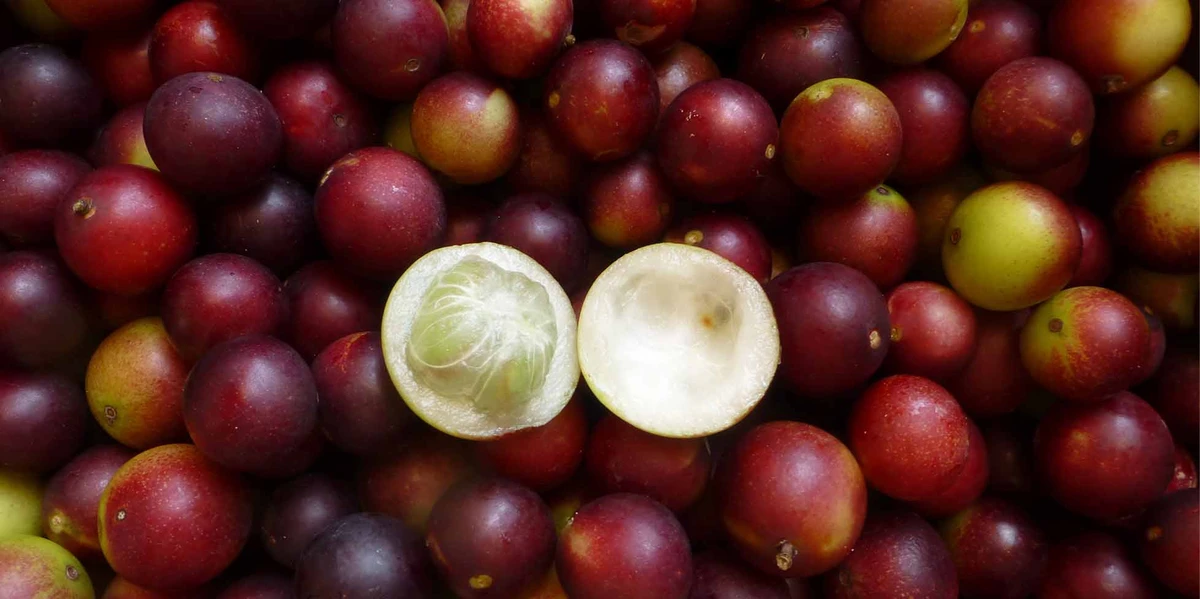 আপনি কি জানেন? এক চুমুক ক্যামু ক্যামু আপনার ইমিউন সিস্টেমকে করতে পারে  ঝড়ের মতো শক্তিশালী!