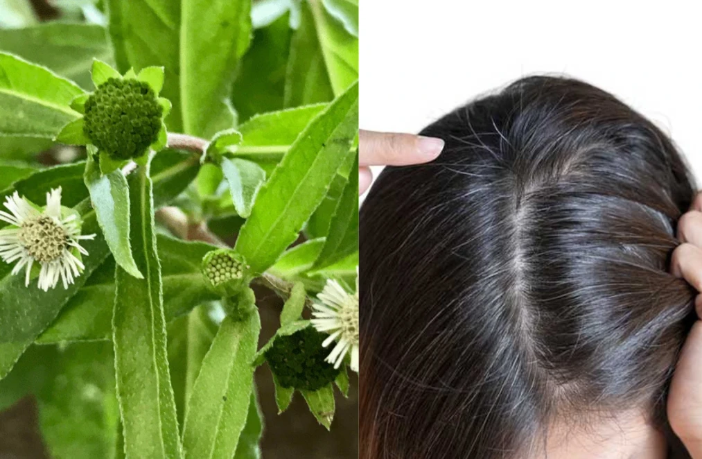 চুলে কালো রঙ ও ঘনত্ব ফিরিয়ে আনার প্রাকৃতিক রহস্য !
