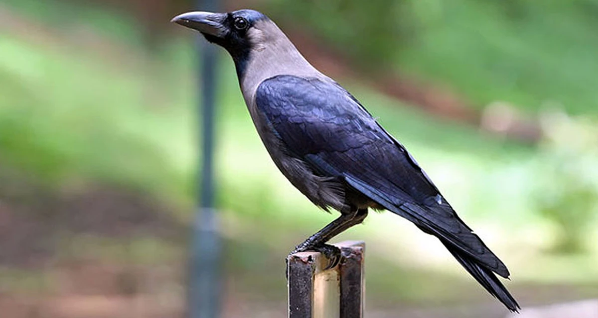 কাক কি সত্যিই মনে রাখে আমাদের মুখ!