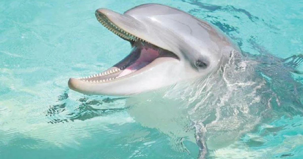 ডলফিন কি সত্যিই হাসে? জানুন মজার তথ্য