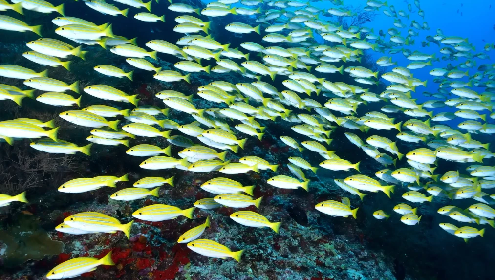 মাছ কেন একসঙ্গে দলে দলে সাঁতরে বেড়ায়-জানেন কি!