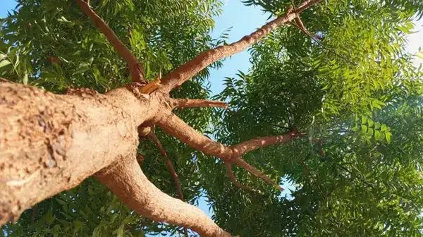 পত্রিকা