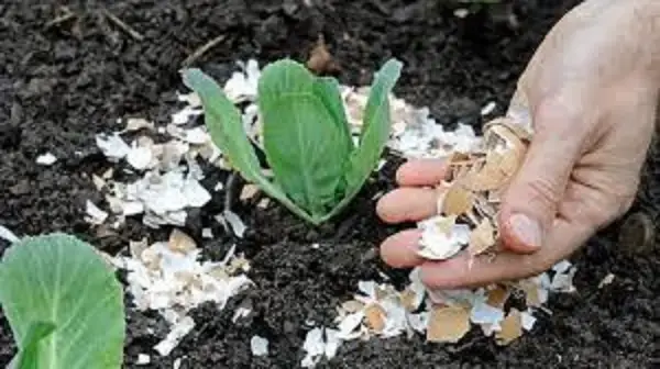 টবের গাছের মাটিতে শামুক: উপেক্ষা নয়, জানুন কারণ ও কার্যকর করণীয়