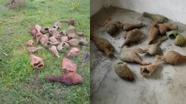 তালগাছ থেকে ভেঙে ফেলা হলো অর্ধশতাধিক বাবুই পাখির বাসা