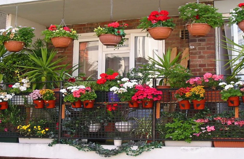 ঘরেই ফুটবে গোলাপ! টবে চাষের ৫টি গোপন কৌশল যা সবাই জানে না