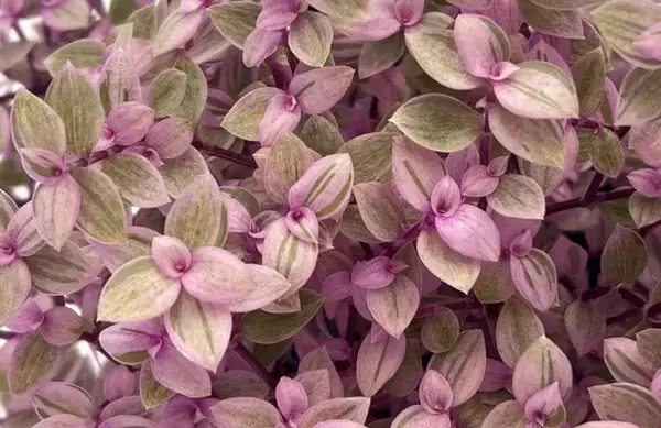 গোলাপি রঙের এই গাছই ঘরে আনবে প্রাণ ও প্রশান্তি জানুন 'পিংক লেডি'-র রহস্য !